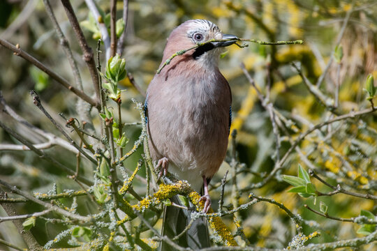 Jay with Twig
