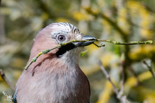 Jay with Twig