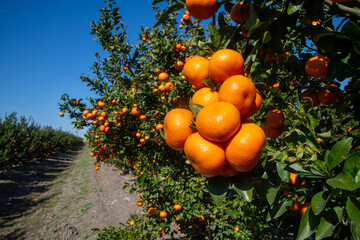 Tangerine orchard, Tangerine tree © Mustafa