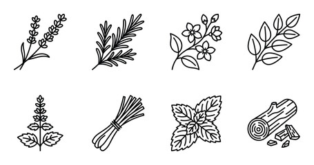 Aromatic herbs icons set including lavender rosemary jasmine mint lemongrass and sandalwood log wood © GoDesigner
