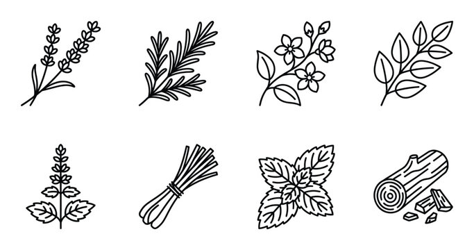 Aromatic herbs icons set including lavender rosemary jasmine mint lemongrass and sandalwood log wood