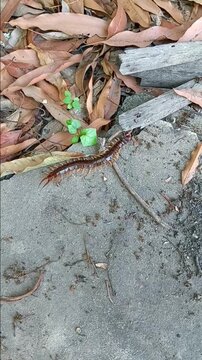 Giant Centipede at The House