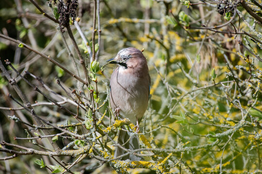 Jay with Twig - Springtime Nest Building