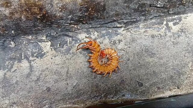 Giant Centipede at The House