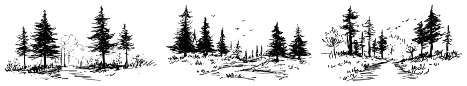 Forest landscape sketches showing pine trees and dirt paths in a hand drawn sketch style