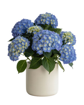 Blue hydrangea plant in white ceramic pot isolated on transparent background