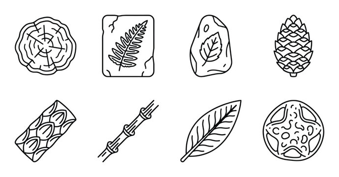 Paleontology and forest elements icons featuring tree ring fossil fern leaf pine cone and bamboo rod
