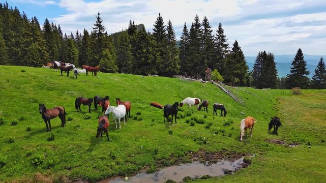 Herd of horses that eat grass, drink water and graze in meadow with fir trees against backdrop of mountains and sky