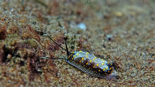 Nudibranch Moving Rhinophores on Sandy Seafloor