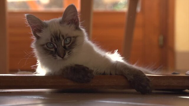 Chaton ragdoll qui joue