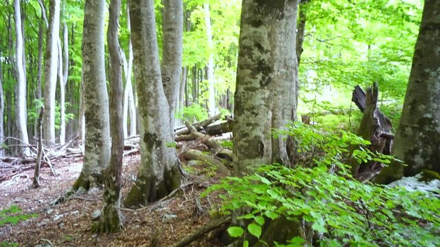 Spring beech forest with dry leaf-covered ground transitioning into fresh green canopy. Illustrates seasonal regeneration phase, climate-responsive growth cycle, and temperate ecosystem renewal.