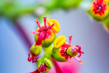 Euphorbia pulcherrima pertenece a la familia Euphorbiaceae. © CarlosHerreros
