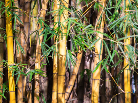 Bambusa bambos or spiny bamboo plant image