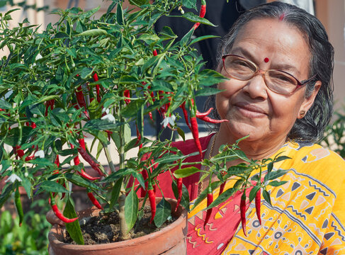 traditionally dressed aged Indian bengali woman looking at camera, holding potted chilli plants (Capsicum annuum) in her rooftop garden. She looks happy, as the plant has bumper harvest.