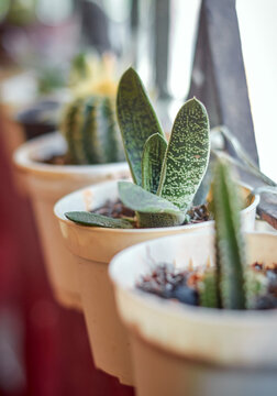 aloe like succulent green gasteria variegated (Gasteria spp.) plant native to South Africa, with fleshy, tongue-shaped long leaves with texture. Hence also known as 'ox tongue' plant.