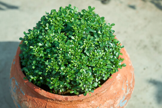 round shaped table kamini plant (Murraya Paniculata). A popular dwarf variety of the Orange Jasmine, prized for its compact, bushy growth and glossy evergreen foliage.