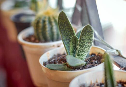 green gasteria variegated, plant native south africa, ox tongue plant, cow's tongue plant, native to south africa, asphodelaceae plant family, fleshy plant stem, botany, potted houseplant, succulents,