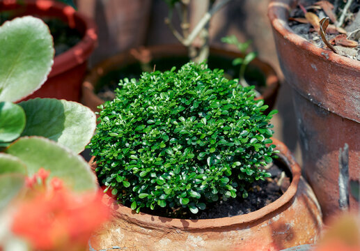 round shaped table kamini plant (Murraya Paniculata). A popular dwarf variety of the Orange Jasmine, prized for its compact, bushy growth and glossy evergreen foliage.