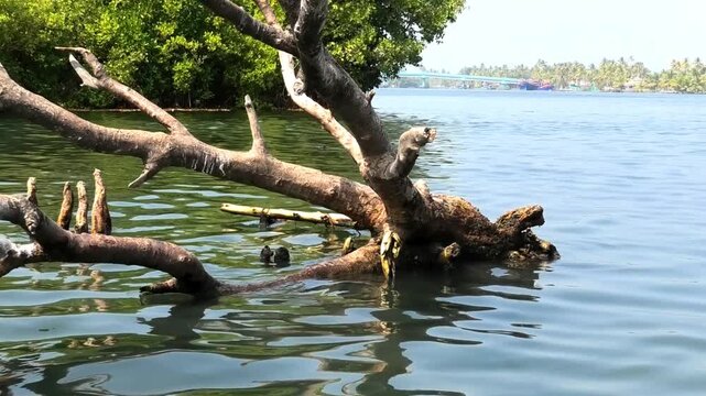 A fallen tree in the Ashtamudi Lake, Kollam, Kerala, India