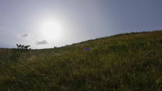 Grasbewachsene Landschaft mit Himmel im Hintergund, North Berwick, East Lothian, Schottland, Vereinigtes K&ouml;nigreich, Gro&szlig;britannien