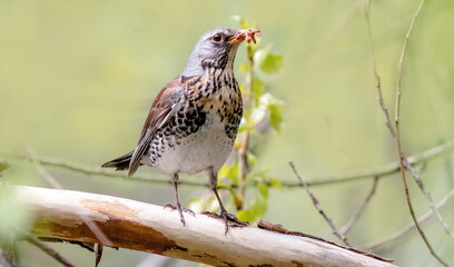 Fototapeta premium red winged blackbird