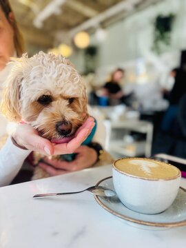 Happy dog cockapoo and capuccino 