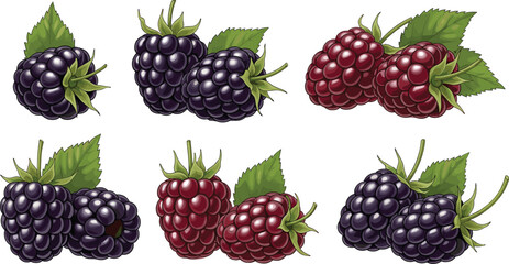 Set of fresh blackberry and raspberry fruits with leaves isolated on white background healthy berry vector illustration collection © Prodip