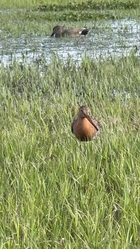 Uferschnepfe (Limosa limosa) bei Futteraufnahme, Pfeifente (Mareca penelope) im Hintergrund, Uferschnepfe bei Nahrungssuche im Flachwasser, im Hintergrund eine Pfeifente im Feuchtgebiet