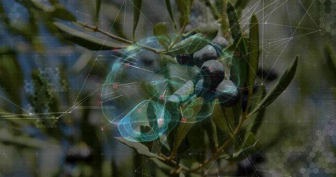 Vertical video: Olive branch moving with camera pan while holo brain mapping olives for agritech