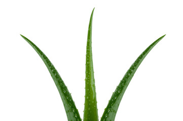 Fototapeta premium Aloe vera leaves with water drops on transparent background