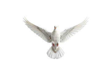 Obraz premium White dove flying representing peace freedom and spirituality