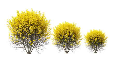 Obraz premium Three yellow flowering shrubs isolated on white background - various sizes of blooming bushes with isolated plants