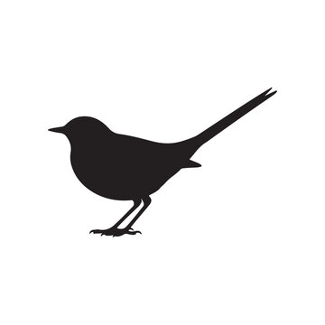 White wagtail silhouette vector flat illustration design.