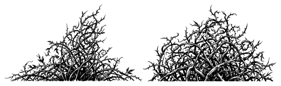 Thorny bushes and tangled dry branches in vintage engraving style