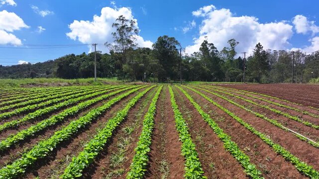 Aerial drone view of lettuce plantation in family farming, showing organized green rows, sustainable agriculture and fresh food production in rural landscape. 4k Video.
