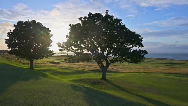 Zwei B&auml;ume auf einem Golfplatz im Sonnenuntergang  und blauem Himmel, North Berwick, East Lothian, Schottland, Vereinigtes K&ouml;nigreich, Gro&szlig;britannien