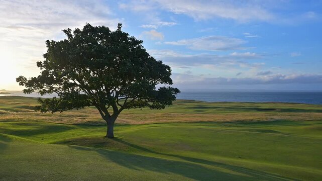 Idyllischer Baum im Sonnenuntergang mit Meerblick und Insel, Golfplatz, North Berwick, East Lothian, Schottland, Vereinigtes K&ouml;nigreich, Gro&szlig;britannien