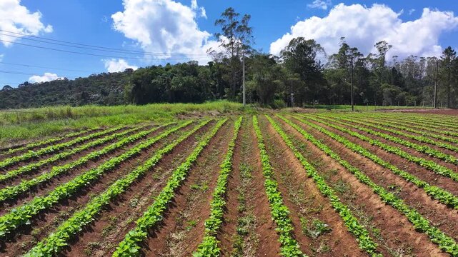 Aerial drone view of lettuce plantation in family farming, showing organized green rows, sustainable agriculture and fresh food production in rural landscape. 4k Video.