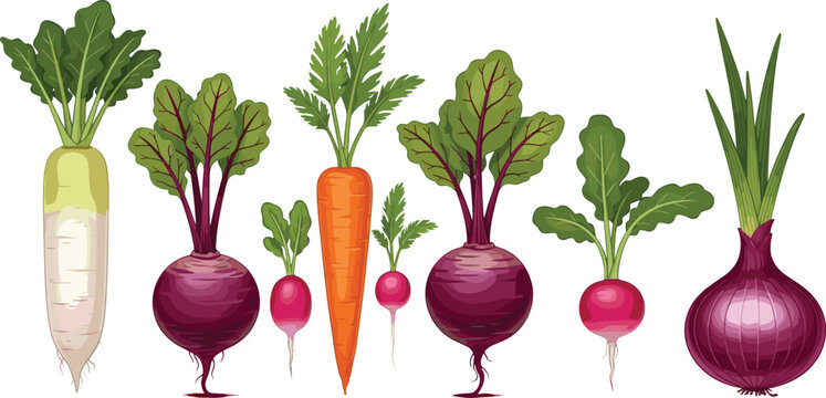 Set of fresh vegetables including carrot beetroot radish and onion isolated on white background healthy food vector illustration collection