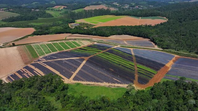 Aerial drone view of lettuce plantation in family farming, showing organized green rows, sustainable agriculture and fresh food production in rural landscape. 4k Video.