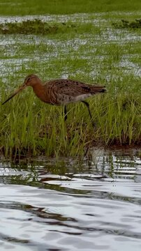 Black-tailed godwit feeding in wetland, Limosa limosa, wading bird Europe, Black-tailed godwit (Limosa limosa) foraging in shallow water, typical feeding behavior in wet grassland habitat.