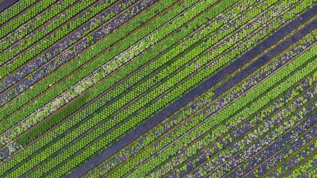 Aerial drone view of lettuce plantation in family farming, showing organized green rows, sustainable agriculture and fresh food production in rural landscape. 4k Video.