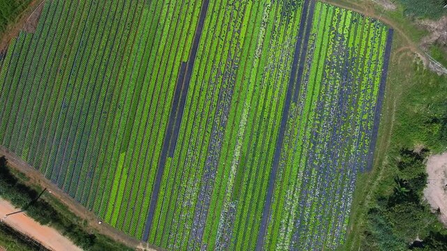 Aerial drone view of lettuce plantation in family farming, showing organized green rows, sustainable agriculture and fresh food production in rural landscape. 4k Video.