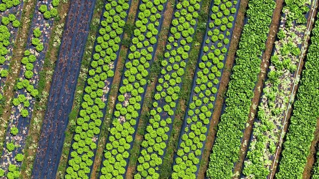 Aerial drone view of lettuce plantation in family farming, showing organized green rows, sustainable agriculture and fresh food production in rural landscape. 4k Video.