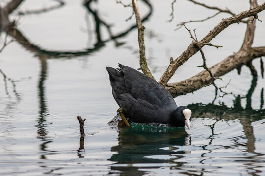 Eurasian Coot (Fulica atra) swimming on calm water