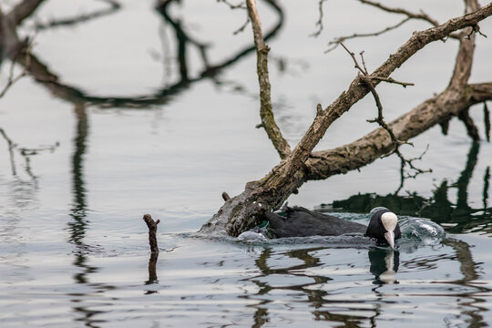 Eurasian Coot (Fulica atra) swimming on calm water