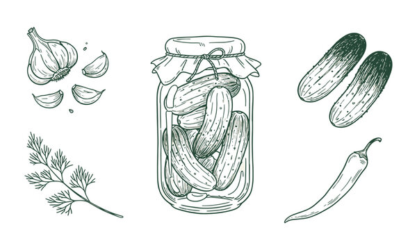 Pickled cucumber set outline sketch vector illustration. Preserved vegetable jar and sliced pickles thin line vector illustration for food design