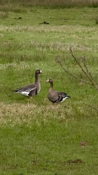 Bl&auml;ssg&auml;nse (Anser albifrons) im Gr&uuml;nland, Zwei Bl&auml;ssg&auml;nse im Austausch auf einer Feuchtwiese im Naturpark D&uuml;mmer