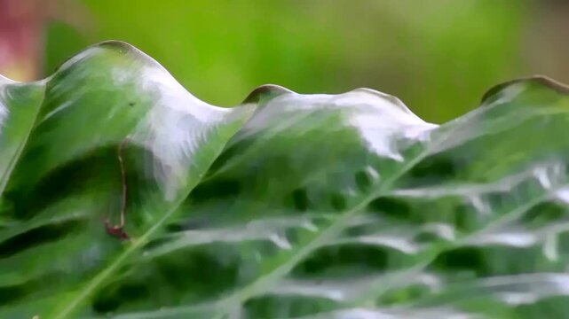 Close up shot of black taro leaves
