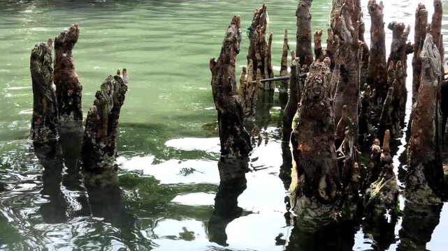 Reflection of the roots of mangrove trees creating an abstract design on the surface of the lake | Sambranikodi Island, Ashtamudi Lake, Kollam, Kerala, India